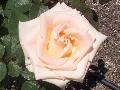Osiana Rose / Rosa 